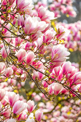 Fototapeta na wymiar Beautiful Blossom Tree of Magnolia With Pink Flowers in the Park in Spring Prague