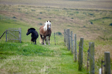 two horses big brown and little black in the meadow in the pen - 262095783