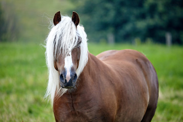 Beautiful young brown horse with a white mane in the meadow - 262095798