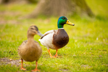 Portrait of wild male duck or mallard or Anas platyrhynchos in the city park on the ground grass in Prague