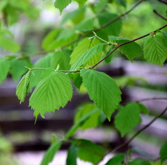 Fototapeta na wymiar Erste grüne Blätter im Frühling - Laubwald 