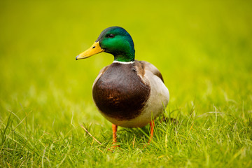 Portrait of wild male duck or mallard or Anas platyrhynchos in the city park on the ground grass in Prague