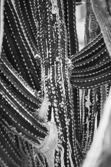 nature poster. cactus