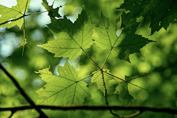green leaves of a tree