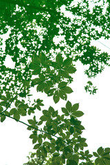 green leaves vertical