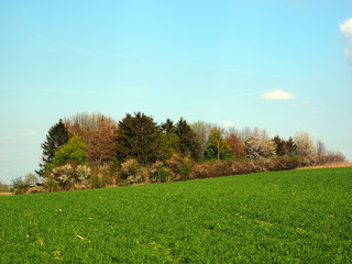 Fototapeta premium Trees in the hills of Limburg, Netherlands