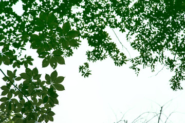 green leaves horizontal