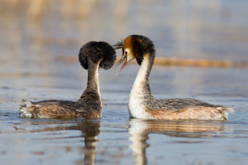 Couple birds. Blue water background. Bird: Great Crested Grebe. Podiceps cristatus.
