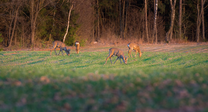 Wild deer having a meal on a green crop field at spring time. Warm evening with golden sunset over the countryside. Peaceful nature landscape.