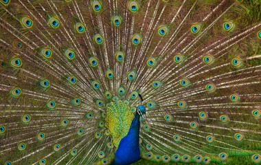 Obraz premium Blauer Pfau