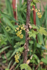 Ribes rubrum common Redcurrant in early green phase of flower fruit in spring
