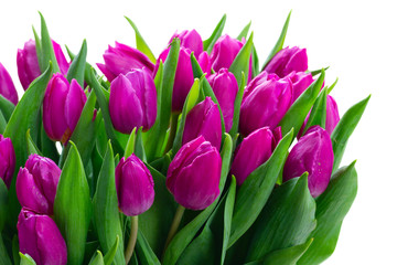 Pink fresh tulips