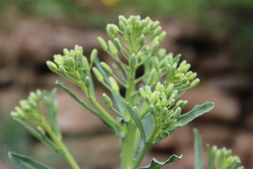 Collard greens, cultivars of Brassica oleracea, also known as Montenegrin cabbage. Healthy plant, vegetable, with big green leaves and the flower stalks