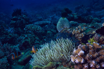 gorgonian large branching coral on the reef / seascape underwater life in the ocean