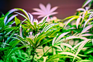 Controlled Cannabis Farming