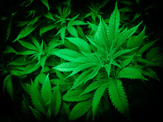 Fototapeta na wymiar Controlled Cannabis Farming