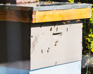Honey bees return and leave the hive; Some bees return with pollen on legs