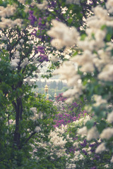 Botanical garden in Kyiv (Kiev) at sunrise. Amazing morning landscape, view of the domes of Vydubichi monastery through blossoming lilac, Ukraine, vertical image with selective focus