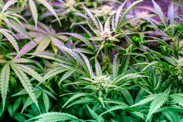 Controlled Cannabis Farming