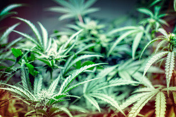 Controlled Cannabis Farming