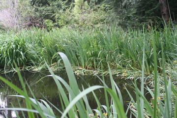 pond