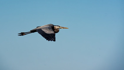 A great blue heron in flight against a clear blue sky.