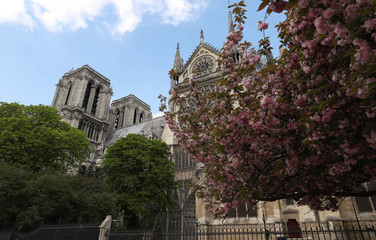 Obraz premium Beautiful cherry blossom trees near Notre-Dame cathedral in Paris.