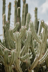 plakat przyrodniczy. kaktus - 262100189