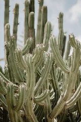 Abwaschbare Fototapete Olivgrün Naturplakat. Kaktus