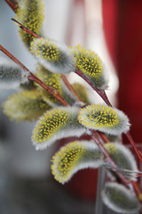 Early spring flowering male catkins (pussy willow, grey willow, goat willow). Branches with Expanded buds for Easter decoration.