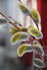 Early spring flowering male catkins (pussy willow, grey willow, goat willow). Branches with Expanded buds for Easter decoration.