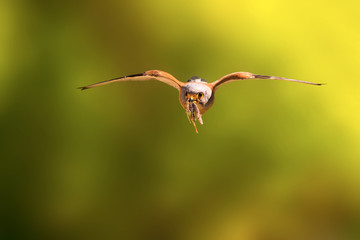 Flying falcon with its hunt. Bird: Lesser Kestrel. Falco naumanni. Green nature background.