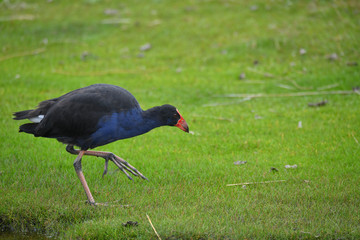 Pukeko Neuseeland
