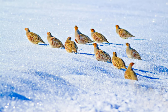 Winter and partridges. Winter nature background.