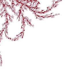 Realistic sakura japan cherry branch with blooming flowers. EPS 10 vector file included.
