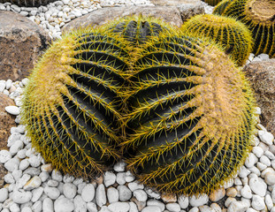 Beautiful cactus tree in the outdoor gardens and parks