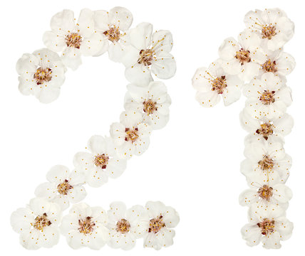 Numeral 21, twenty one, from natural white flowers of apricot tree, isolated on white background