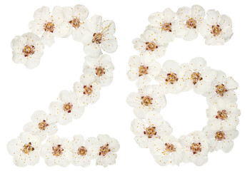 Numeral 26, twenty six, from natural white flowers of apricot tree, isolated on white background
