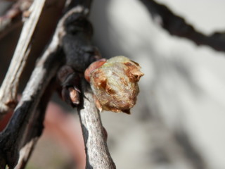 柔らかい毛に覆われた早春のフジの蕾(宮城県)