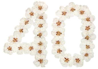 Numeral 40, forty, from natural white flowers of apricot tree, isolated on white background