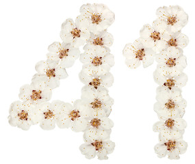 Numeral 41, forty one, from natural white flowers of apricot tree, isolated on white background