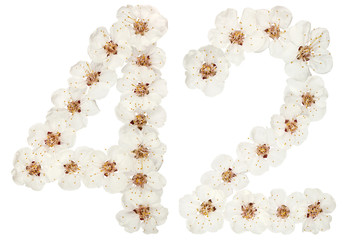 Numeral 42, forty two, from natural white flowers of apricot tree, isolated on white background