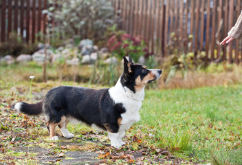 Dog breed Welsh Corgi Cardigan  is standing in the yard