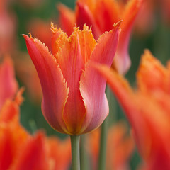 bright red-orange tulips adorning the summer park