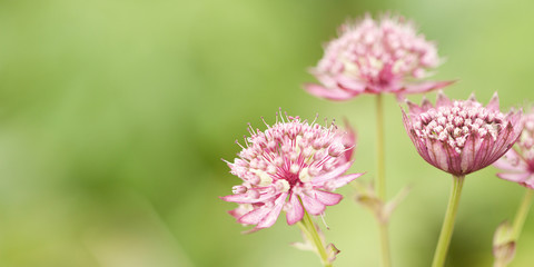 pink fluffy bright flowers adorn the summer park