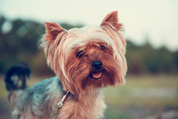 Alone Yorkshire terrier dog walking on inclined tree trunk and courageously exploring wild forest world.