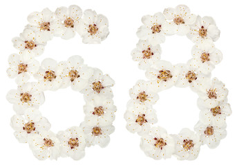 Numeral 68, sixty eight, from natural white flowers of apricot tree, isolated on white background