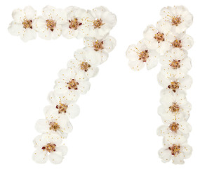 Numeral 71, seventy one, from natural white flowers of apricot tree, isolated on white background