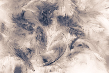 Obraz premium Beautiful colorful black and white feathers textures background and wallpaper art