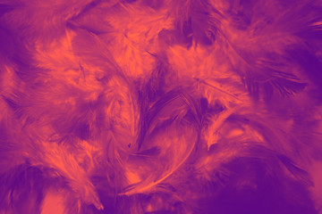 Beautiful colorful black and white feathers textures background and wallpaper art